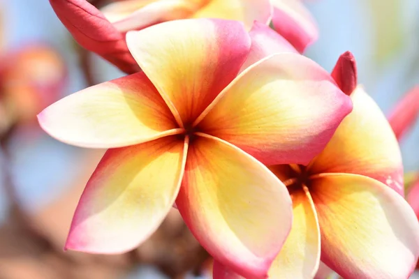 Розовый Тропический Цветок Цветет Дереве — стоковое фото