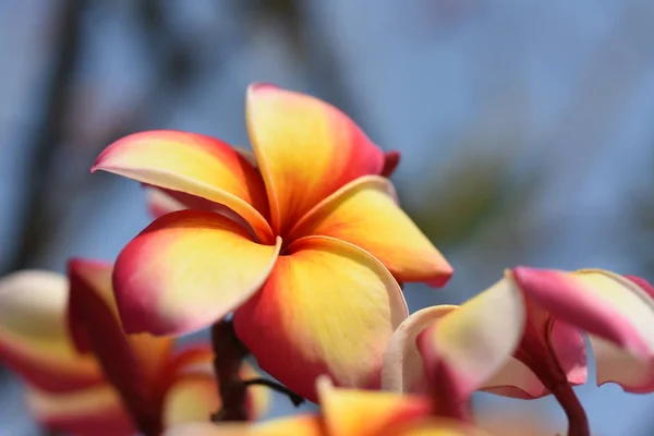 Roze Tropische Bloemen Bloeien Boom — Stockfoto