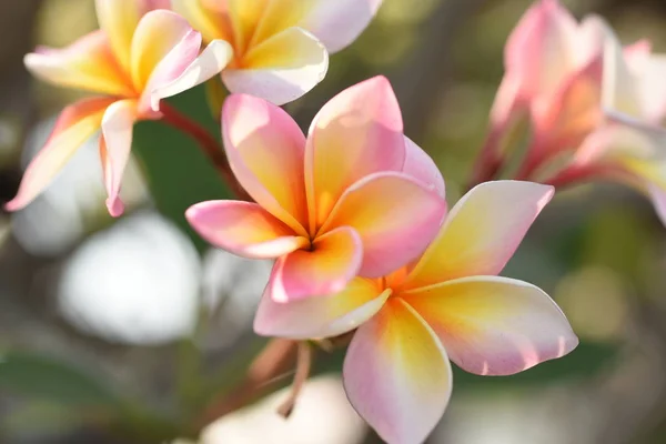 粉红色的热带花在树上盛开 — 图库照片