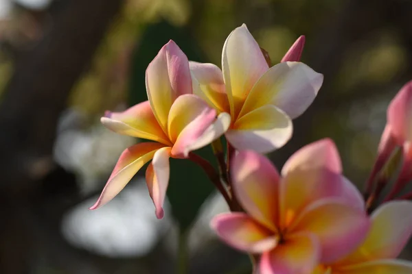 Flores Tropicais Rosa Florescendo Árvore — Fotografia de Stock