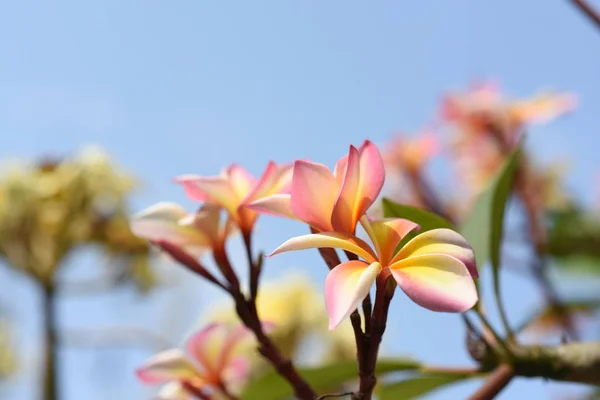 Rosa Tropiska Blommor Blommar Träd — Stockfoto
