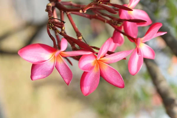 Ağaçta Açan Pembe Tropikal Çiçekler — Stok fotoğraf