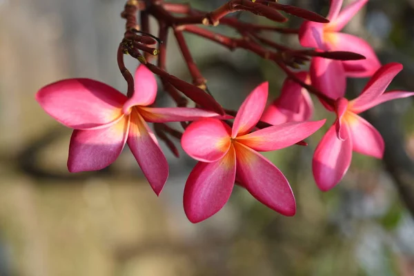 Fiori Tropicali Rosa Che Sbocciano Sull Albero — Foto Stock