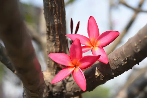 Rosa Tropische Blumen Blühen Auf Baum — Stockfoto
