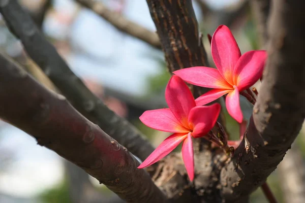 Ağaçta Açan Pembe Tropikal Çiçekler — Stok fotoğraf