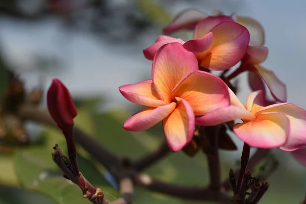 Ροζ Τροπικά Λουλούδια Ανθίζουν Στο Δέντρο — Φωτογραφία Αρχείου