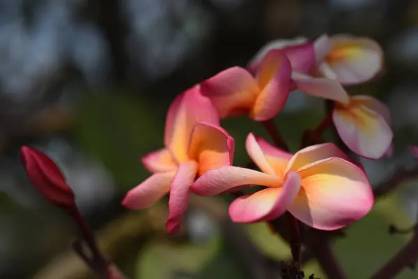 粉红色的热带花在树上盛开 — 图库照片