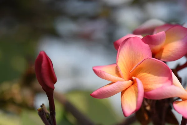 Ροζ Τροπικά Λουλούδια Ανθίζουν Στο Δέντρο — Φωτογραφία Αρχείου