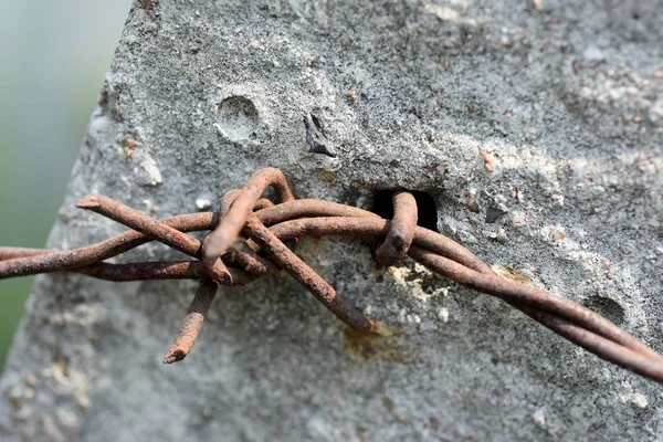 Närbild Taggtråd Suddig Bakgrund — Stockfoto