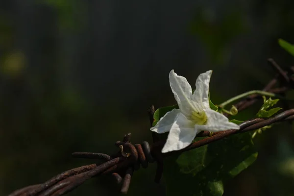 Красивый Весенний Цветок Ветке — стоковое фото