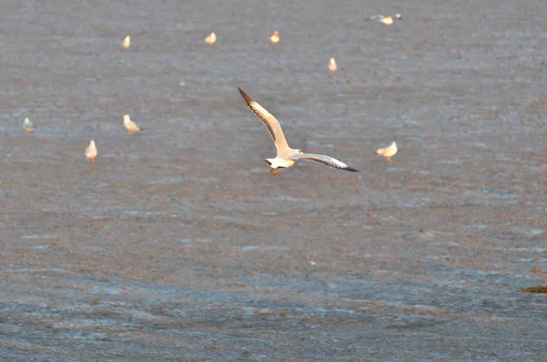 View Birds Feeding Sea Shore Daytime — Stock Photo, Image