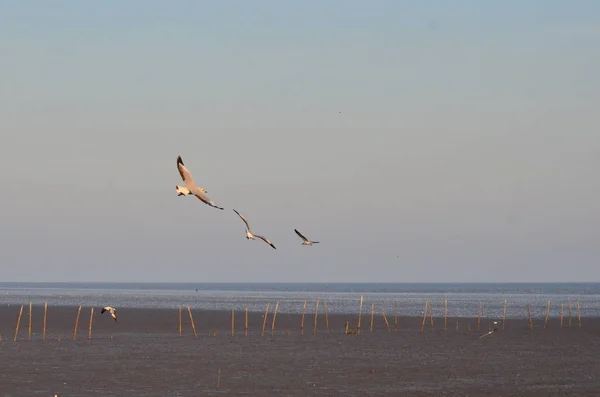 View Birds Feeding Sea Shore Daytime — Stock Photo, Image