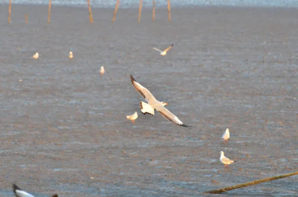 Blick Auf Vögel Die Sich Tagsüber Der Küste Ernähren — Stockfoto