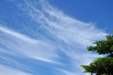 Parlak gökyüzü güzel bulutlu yeşil ağaçlar ve güzel bulutlar gökyüzü ile parlak gökyüzü görünümü