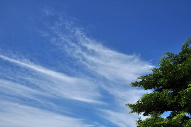 Parlak gökyüzü güzel bulutlu yeşil ağaçlar ve güzel bulutlar gökyüzü ile parlak gökyüzü görünümü