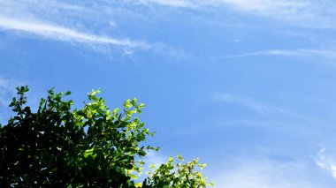 Parlak gökyüzü güzel bulutlu yeşil ağaçlar ve güzel bulutlar gökyüzü ile parlak gökyüzü görünümü