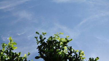 Parlak gökyüzü güzel bulutlu yeşil ağaçlar ve güzel bulutlar gökyüzü ile parlak gökyüzü görünümü