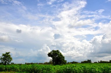 Bulutlu mavi gökyüzünde parlayan güneşin yeşillik üzerindeki görüntüsü