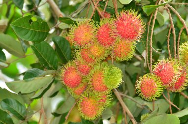 Ağaçta büyüyen liçi, yakın plan çekim.