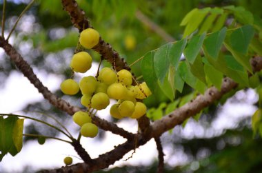 Tay yerli bektaşi üzümü meyve. Tay meyve bektaşi üzümü denilen çevik bir lezzet vardır.