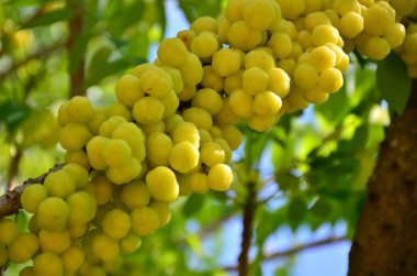 Tay yerli bektaşi üzümü meyve. Tay meyve bektaşi üzümü denilen çevik bir lezzet vardır.