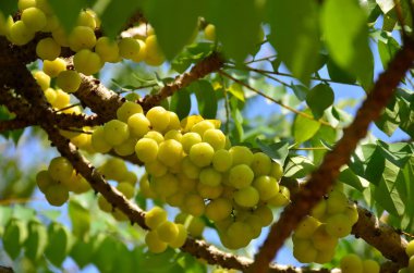 Tay yerli bektaşi üzümü meyve. Tay meyve bektaşi üzümü denilen çevik bir lezzet vardır.