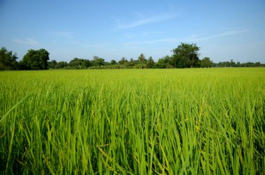 Ağaçlarla ve mavi gökyüzüyle yemyeşil çimenler