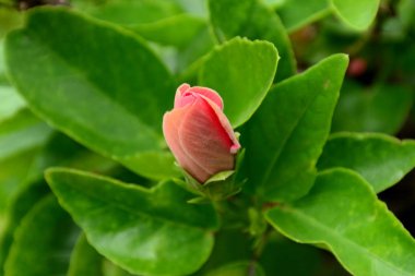 Renkli çiçekler ve doğada yeşil yaprakları. Renkli çiçekler doğada. Resmi Bahçe Bahçe Blooming çiçeklenir. Park. Güzel bahçe