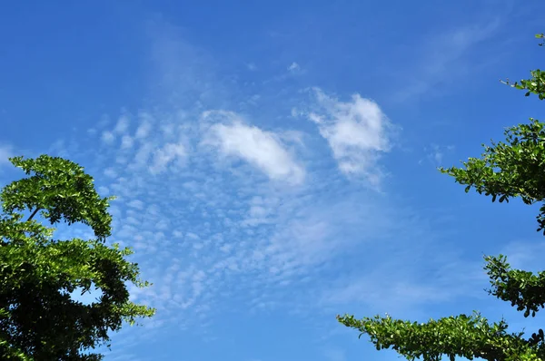 Bright Sky Beautiful Clouds View Green Trees Bright Sky Beautiful — Stock Photo, Image