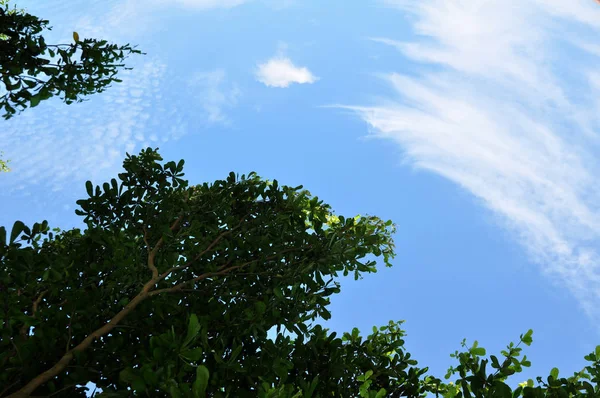 Яркое Небо Красивыми Облаками Вид Зеленые Деревья Яркое Небо Красивыми — стоковое фото