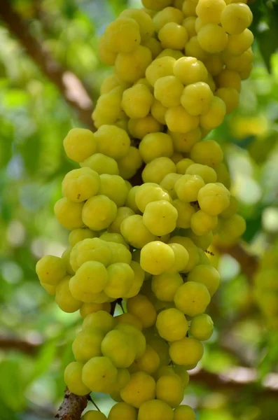 Fruto Grosella Nativa Tailandesa Fruta Tailandesa Tiene Sabor Ágil Llamado — Foto de Stock