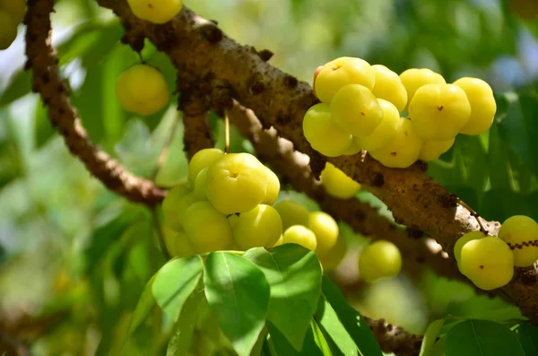 Natif Thaïlandais Groseille Maquereau Les Fruits Thaïlandais Ont Une Saveur — Photo