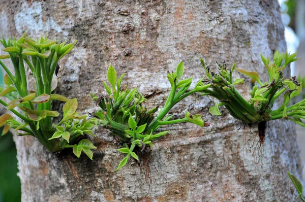 Tree Green Leaves Close — Stock Photo, Image