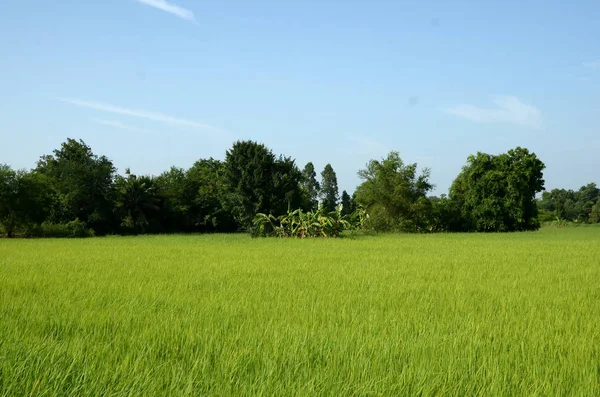 Erba Verde Lussureggiante Con Alberi Cielo Blu — Foto Stock