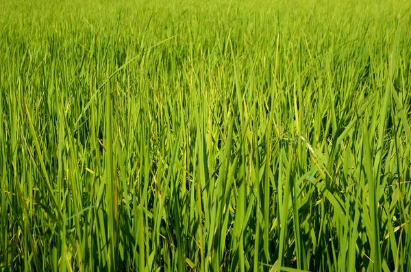 Hierba Verde Exuberante Luz Del Sol Brillante — Foto de Stock