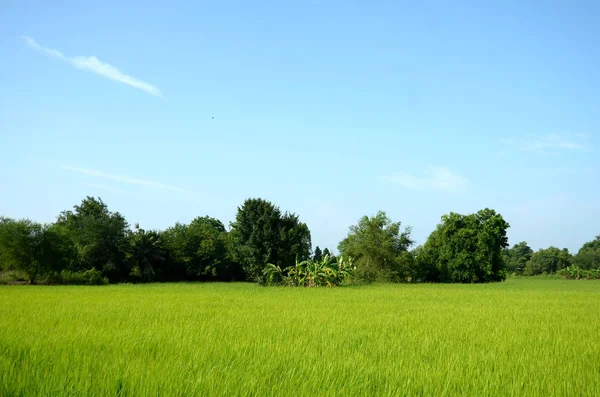緑豊かな緑の芝生に木々と青空 — ストック写真