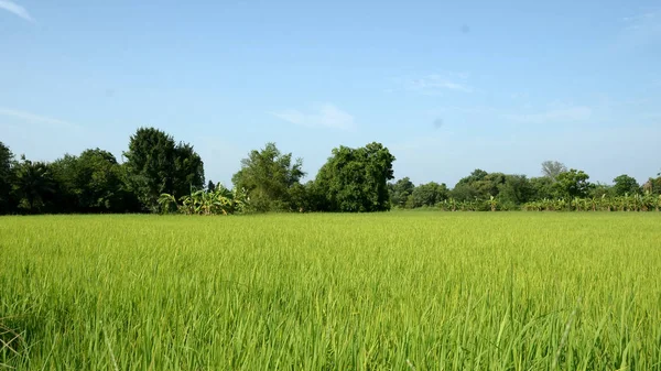 Exuberante Hierba Verde Con Árboles Cielo Azul —  Fotos de Stock