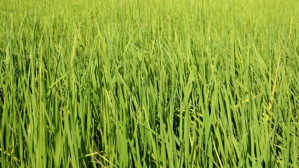 Frodig Grönt Gräs Starkt Solljus — Stockfoto