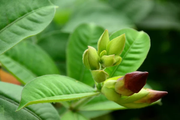 Berwarna Bunga Dan Daun Hijau Nature Colorful Bunga Alam Bunga — Stok Foto