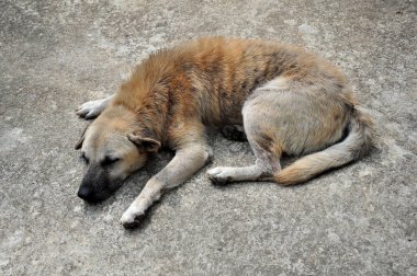 Sokak köpeği asfaltta yatıyor.