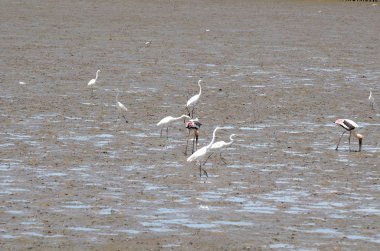 Akbalıkçıllar suda yüzüyor. 