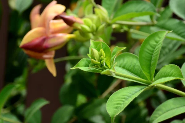 Kleurrijke Bloemen Groene Bladeren Natuur Kleurrijke Bloemen Natuur Bloemen Tuin — Stockfoto