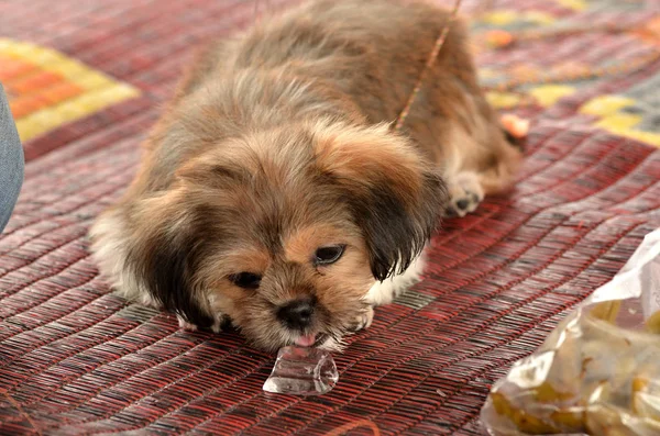 Cão Lambendo Gelo Tapete — Fotografia de Stock