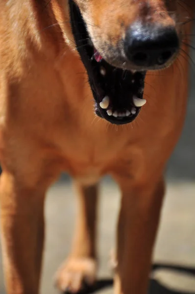 Cão Irritado Com Boca Aberta — Fotografia de Stock