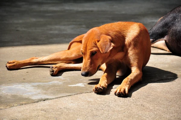Σκύλος Του Δρόμου Ξαπλωμένος Στην Άσφαλτο — Φωτογραφία Αρχείου