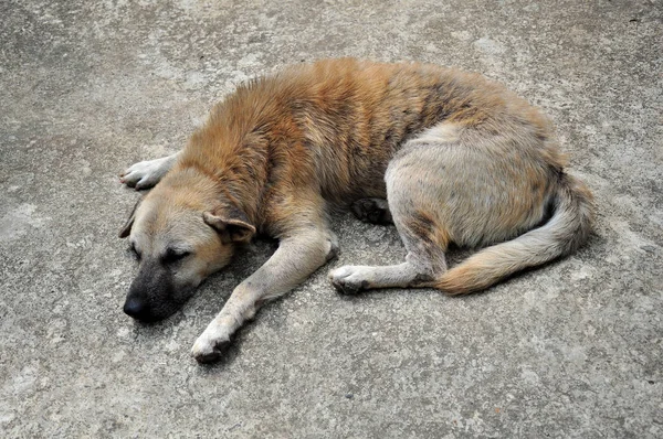 Perro Callejero Acostado Sobre Asfalto — Foto de Stock