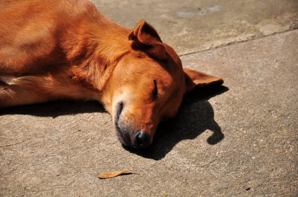 Chien Rue Dormant Sur Asphalte — Photo