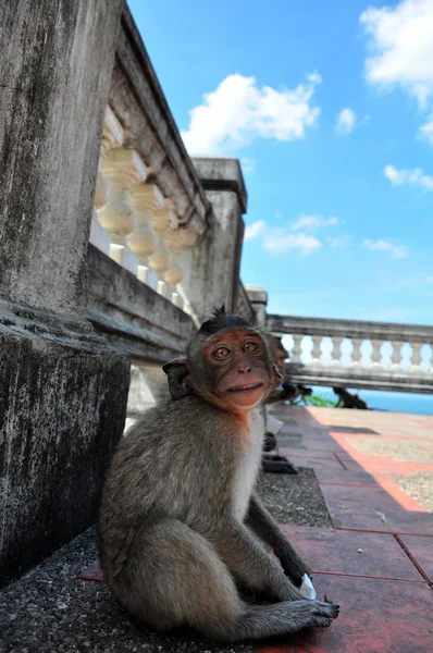 Affe Der Berg Der Nähe Der Stadt Bang Saen Chonburi — Stockfoto