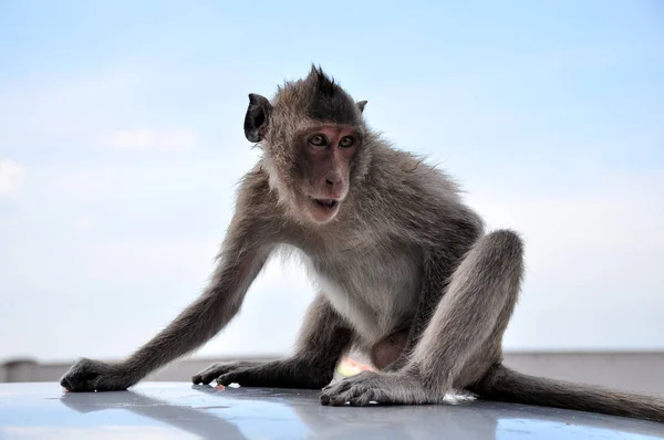 Macaco Que Vive Montanha Perto Cidade Bang Saen Chonburi Tailândia — Fotografia de Stock