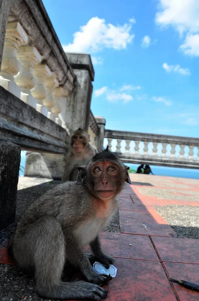 근처에 타운의 태국에 원숭이 — 스톡 사진